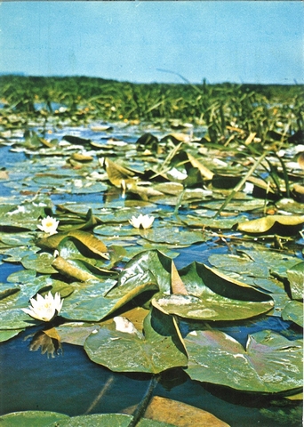 2004 - Delta Dunării